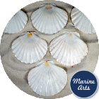 Polished Flat Scallop